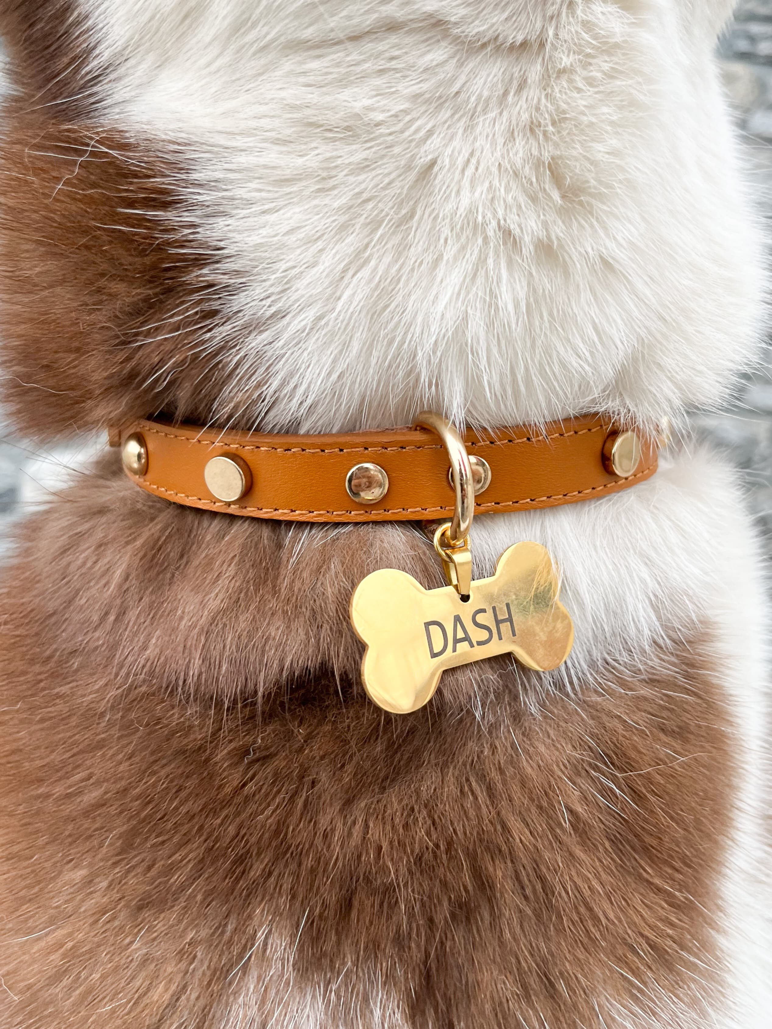 A closer look at Calmel Collar Success Stories